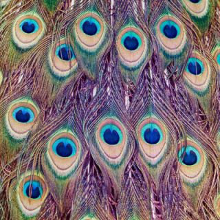 Salty & Sweet Peacock Feathers Canvas Art SS081 Size 12 H x 12 W x 2 D