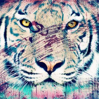 Salty & Sweet White Tiger Canvas Art SS068 Size 12 H x 12 W x 2 D
