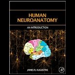 Human Neuroanatomy