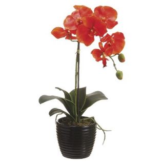 Orange Orchid in Ceramic Pot