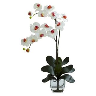 Double Stem Phalaenopsis Orchid in Glass Vase 27   White