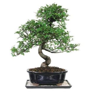 Brussels Bonsai Chinese Elm Tree CT 8003CE