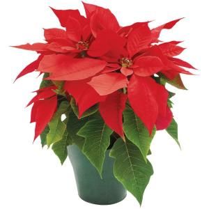 4 in. Live Poinsettia 4INP2013