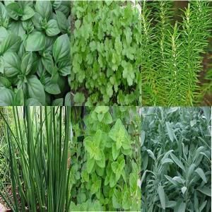 OnlinePlantCenter 3.5 in. Herb Garden Live Plant Package GDNPKG3363