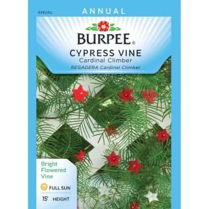 Burpee Cardinal Climber Cypress Vine Seed 47120