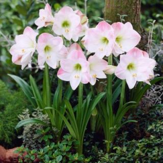 Garden Amaryllis Pink Dormant Bulbs (4 Pack) 70225