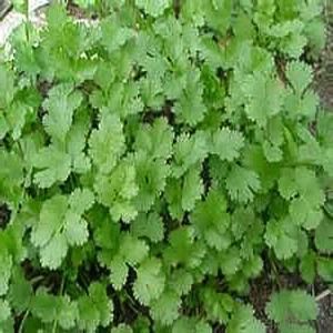 OnlinePlantCenter 3.5 in. Cilantro or Coriander Culinary Herb Plant H3502CL