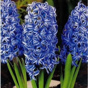 Hyacinth Blue Jacket Dormant Bulbs (10 Pack) 70150