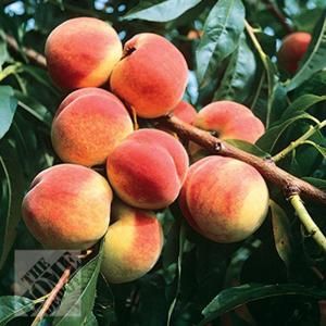 RedHaven Peach PRUPR68BR0024FT