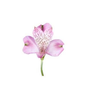 80 Stem Pink Alstroemeria Flowers alstroemeria pink 80