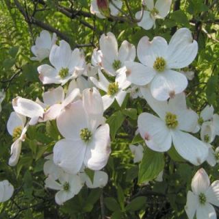 OnlinePlantCenter 2 gal. White Flowering Dogwood Tree C3709G2