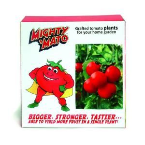 Mighty Mato Big Beef Grafted Tomato Plant (3 Pack) DISCONTINUED BBT300