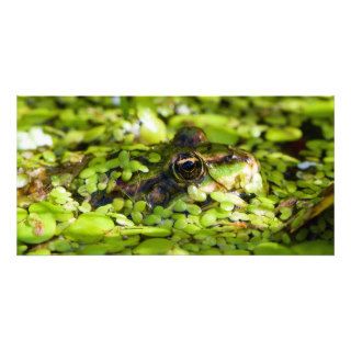 Edible Frog Pelophylax kl. Esculentus Customized Photo Card