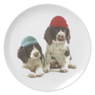 Springer Spaniel Puppies wearing Knit Caps Party Plates