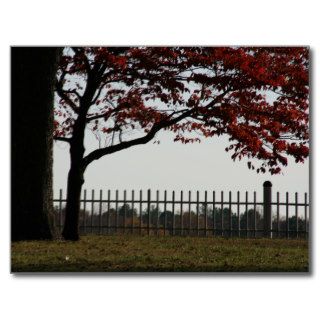 Beautiful Red Tree Autumn Photo Postcards