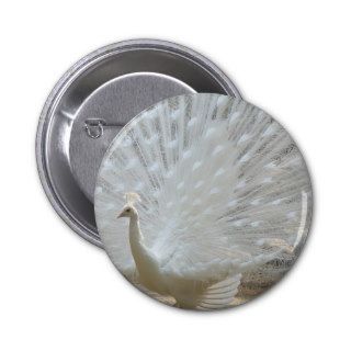 Peacock the animal kingdom 13289422 1024 768 Pinback Button