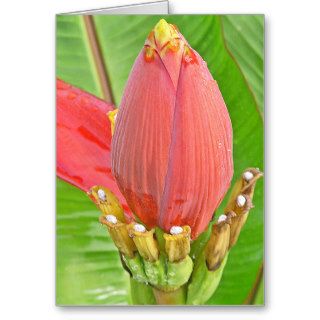 Floral Close Up (tropical, red, photography) Greeting Card