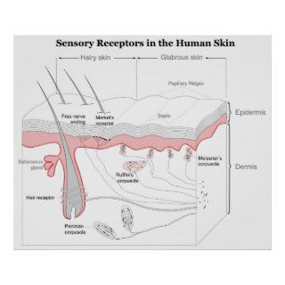 Sensory Receptors in the Human Skin Diagram Poster
