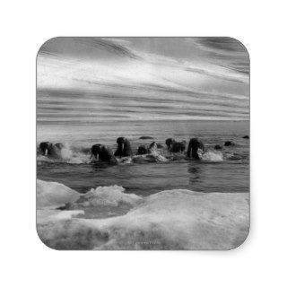 Walrus among the Ice Floes in Bering Sea Stickers