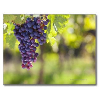 Purple grapevine postcards