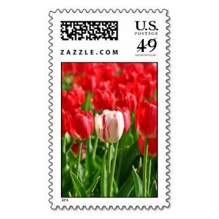 White Tulip Postage Stamp