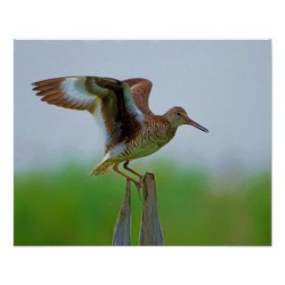 Eastern Willet Painting Posters