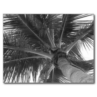 Black & White Palm postcard