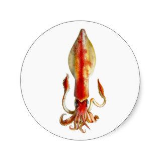 Squid Cephalopod no.12 Sea Creature Decor Stickers