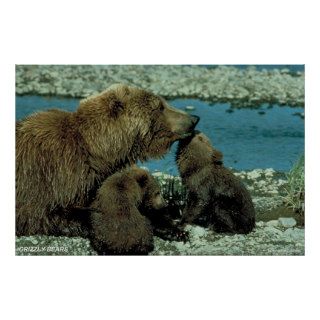 Grizzly Bears Posters