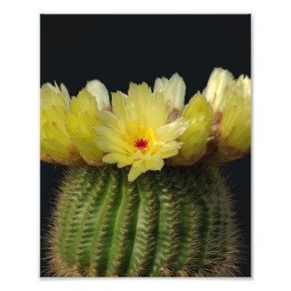Yellow Cactus Flower Photo Print