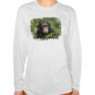 Young chimpanzee, Tai National Park, Ivory Coast, Shirts