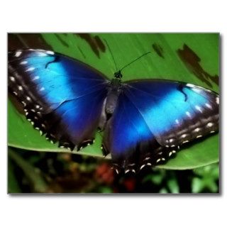 Blue Wing Butterfly Postcard