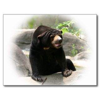 Cute Malaya sun bear Postcards