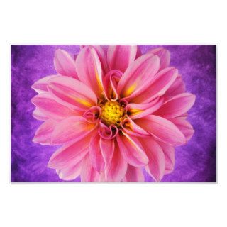 Pink Dahlia Flower on Purple Watercolor Background Photograph