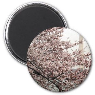 Cherry Blossom Washington DC Fridge Magnets