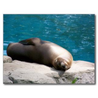 Lazy Sea Lion Post Card
