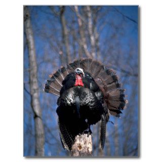 Eastern wild turkey, standing postcards