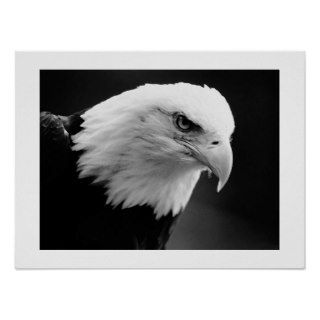 BW American Bald Eagle Poster Print Eagles Posters