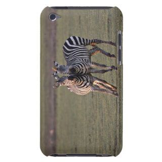 Zebras are African equids best known for their Barely There iPod Cover