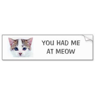 YOU HAD ME AT MEOW BUMPER STICKER BLUE EYED KITTEN