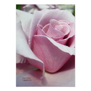 Lavender Rose Bud Print