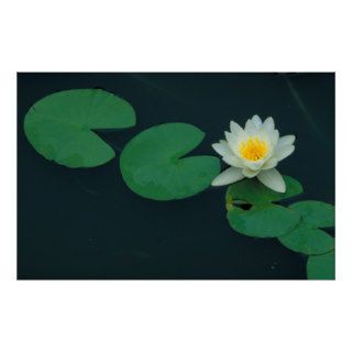 White Water Lily Wildflower Print