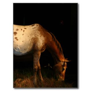 Appaloosa Horse Postcard