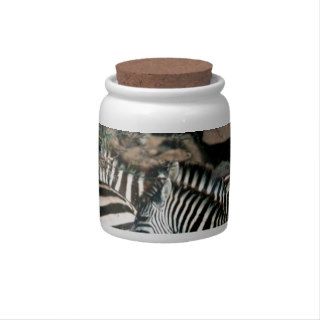 Zebra Exodus Across River Burchell Candy Jars