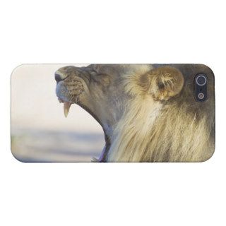 Male Lion Giving a Big Yawn or Growl iPhone 5 Covers