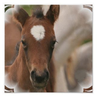 Horse Baby Poster Print