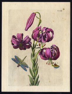 Antique Print INSECTS LILY PURPLE FLOWER DRAGONFLY BUTTERFLY pl. 153 Merian 1730   Etchings Prints