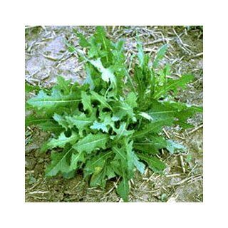 Wild Lettuce (Lactuca virosa) Dried Leaf  Vegetable Plants  Patio, Lawn & Garden