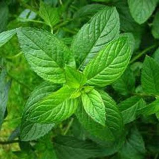 OnlinePlantCenter 3.5 in. Peppermint Culinary Herb Plant H3515CL