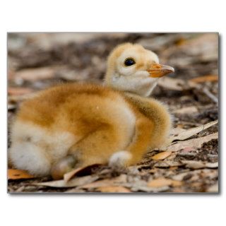 Sandhill Crane Chick Post Card